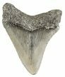 Juvenile Megalodon Tooth - South Carolina #52966-1